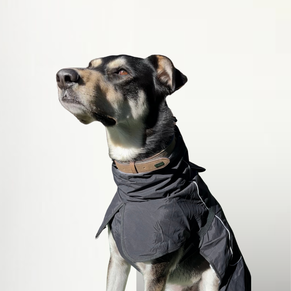 Reflective Dog Jacket Black